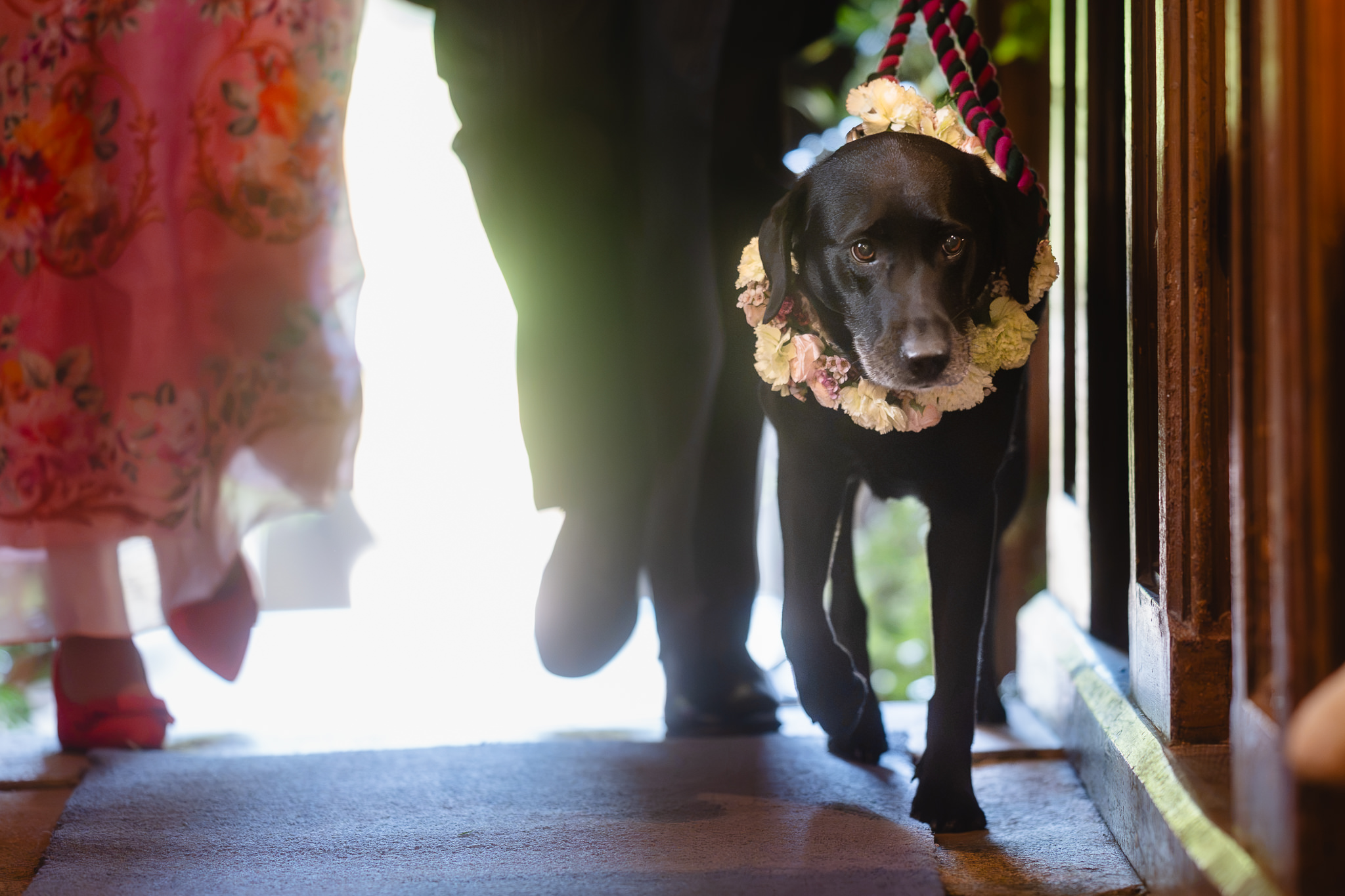 Blossom the family labrador wearing a flower collar walking into the church doorway