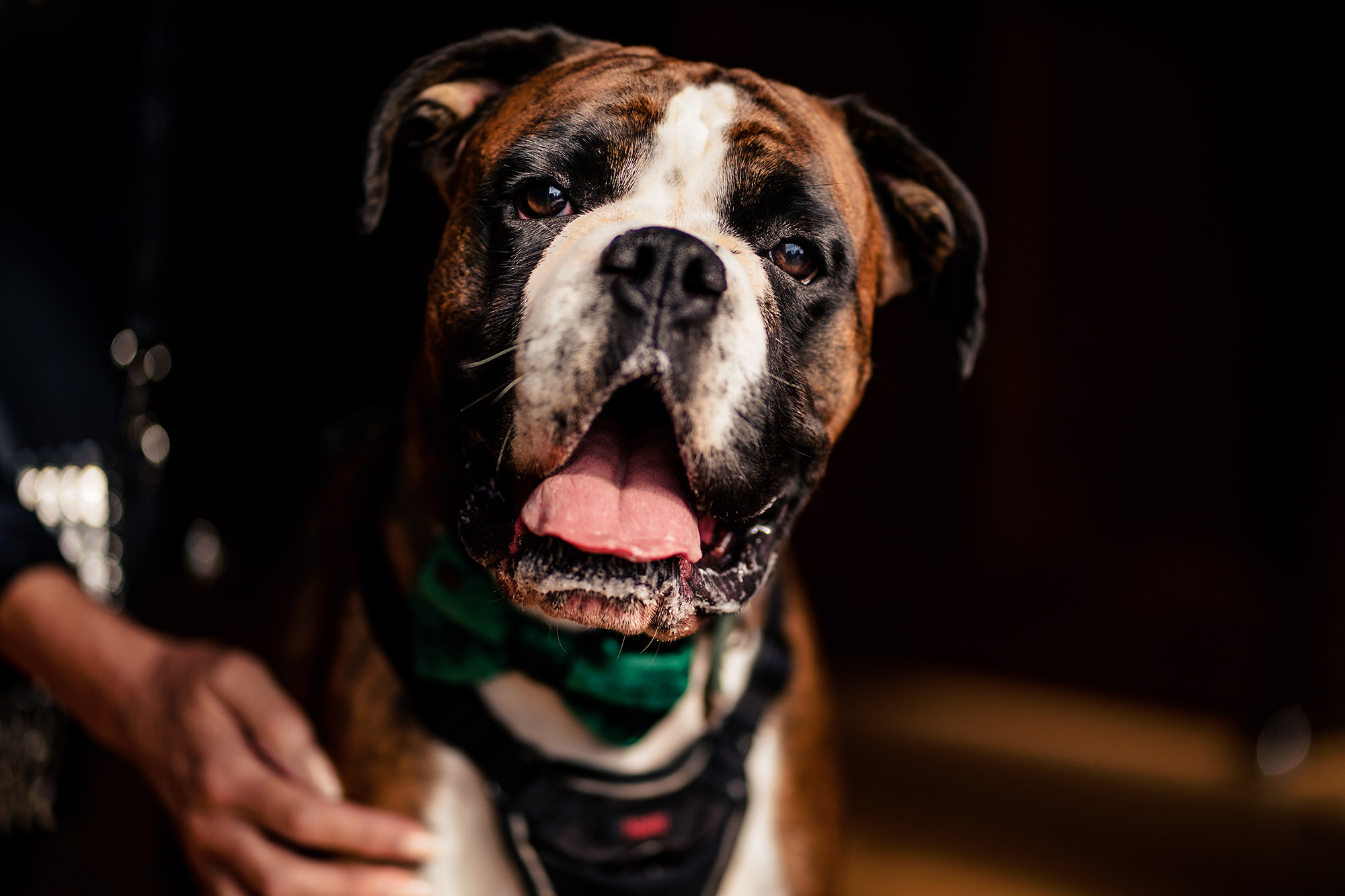 The couple’s dog in a green bow tie at their Standon Hall wedding