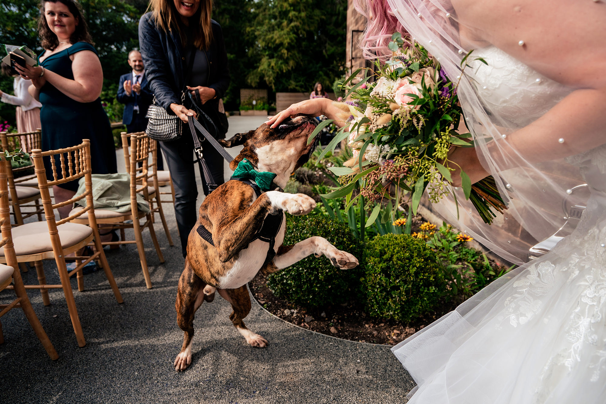 The couple’s dog jumping up to greet the bride after the ceremony at Standon Hall