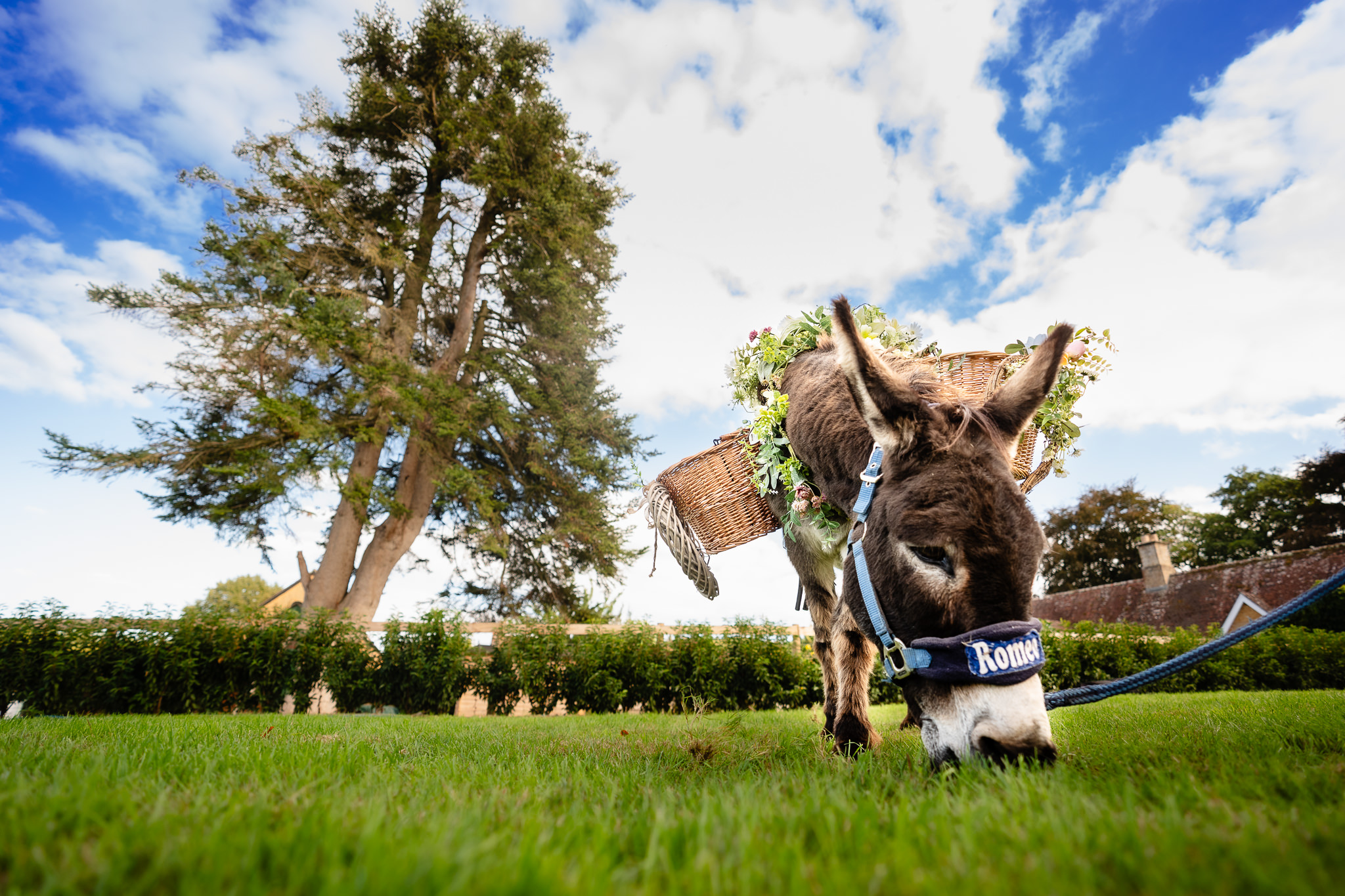Two donkeys in flower crowns with pannier baskets waiting to greet guests at the drinks reception