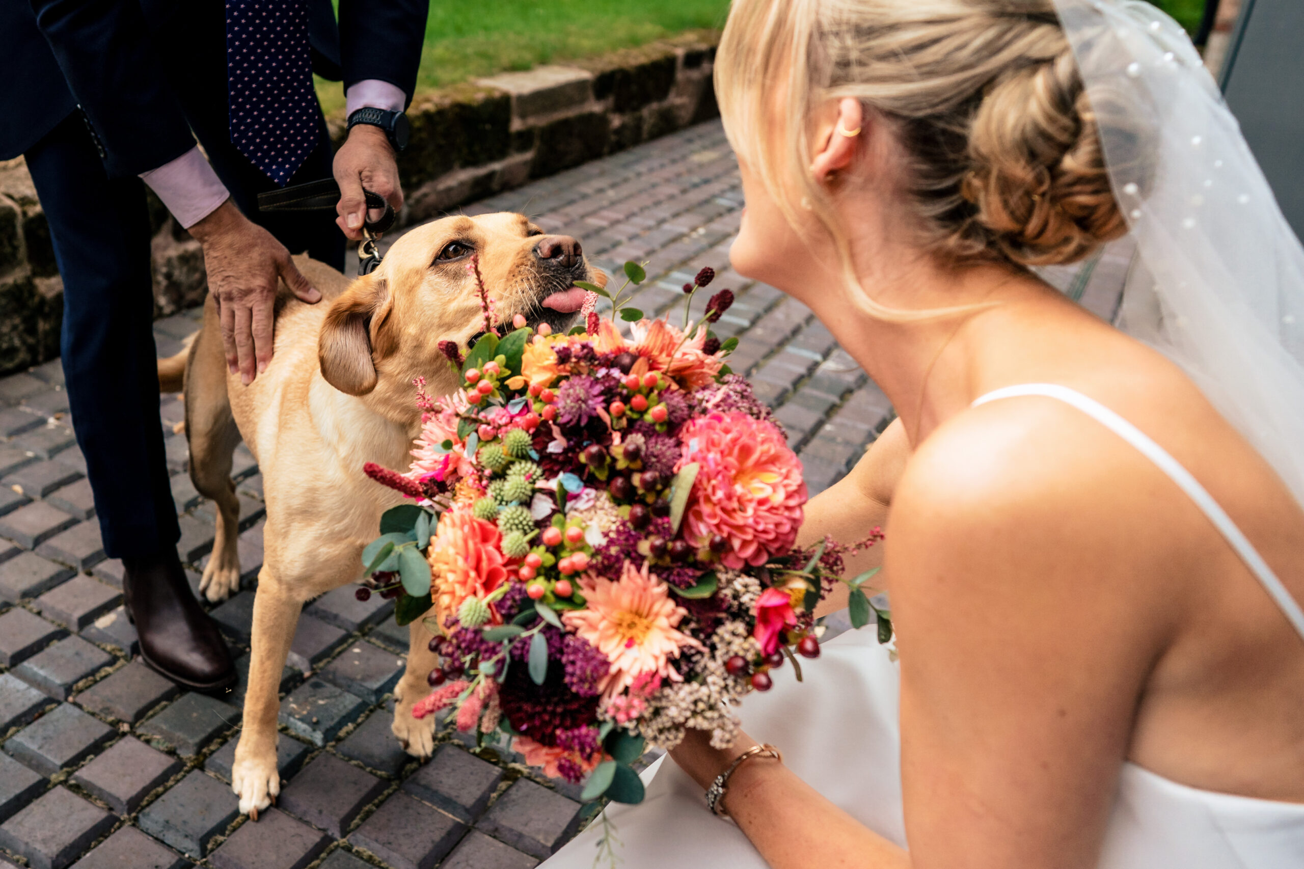 Yellow labrador sniffing the bride’s dahlia bouquet on the cobbles at Dorfold Hall