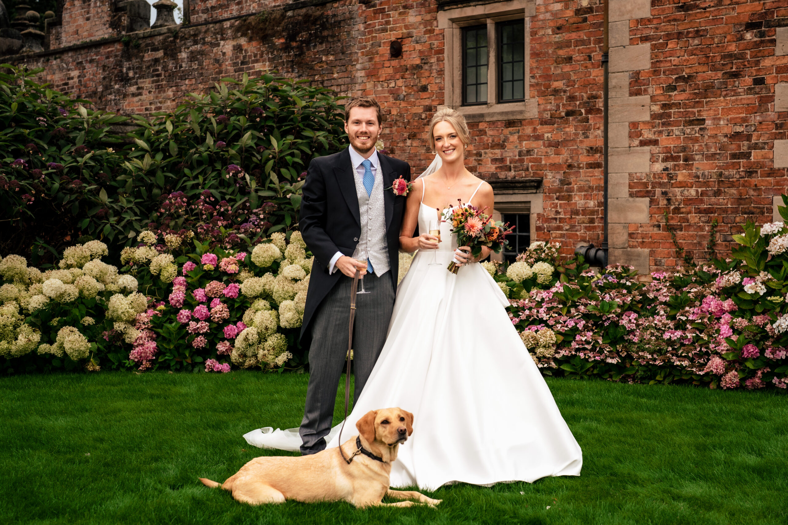 Bride and groom with their labrador in front of the hydrangeas at Dorfold Hall, Cheshire wedding photographer