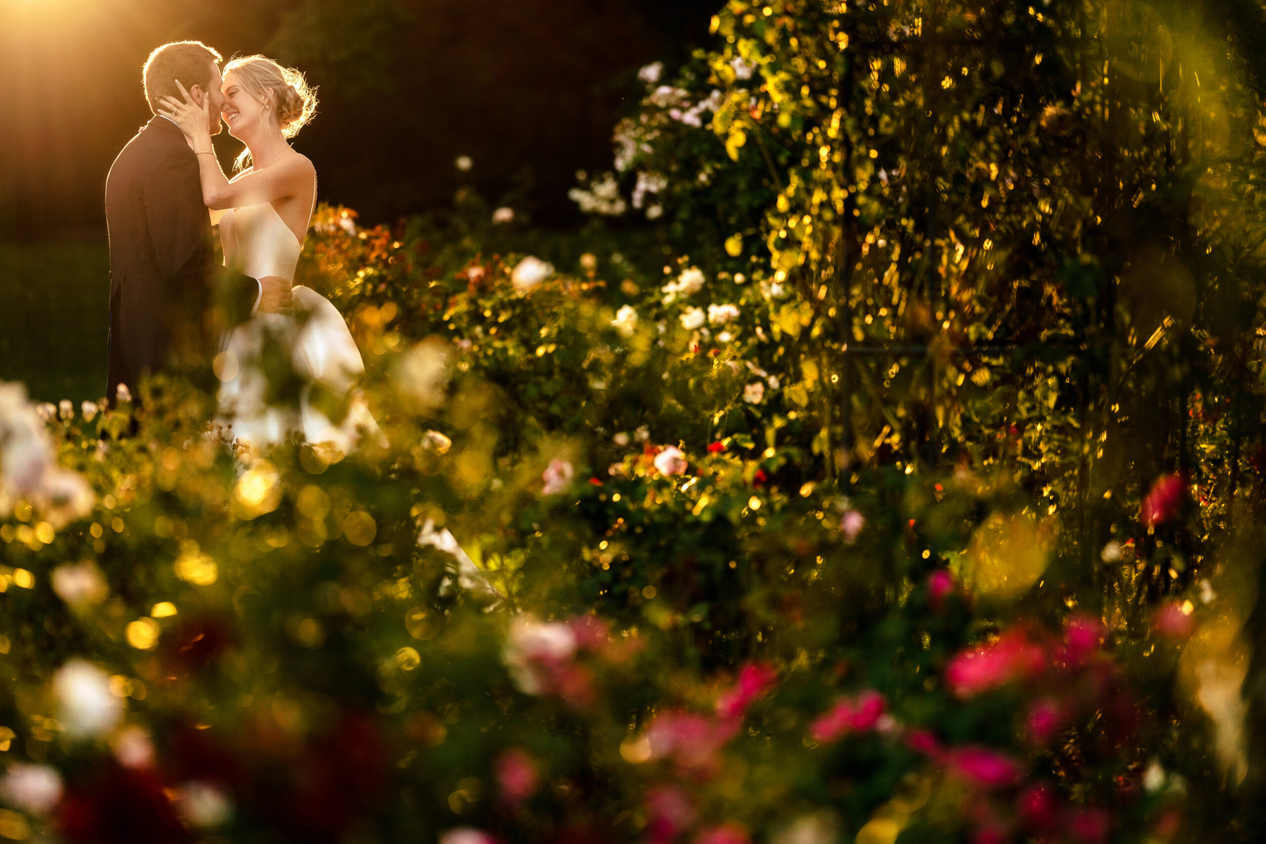 Bride and groom kissing among backlit roses at golden hour in the gardens at Dorfold Hall