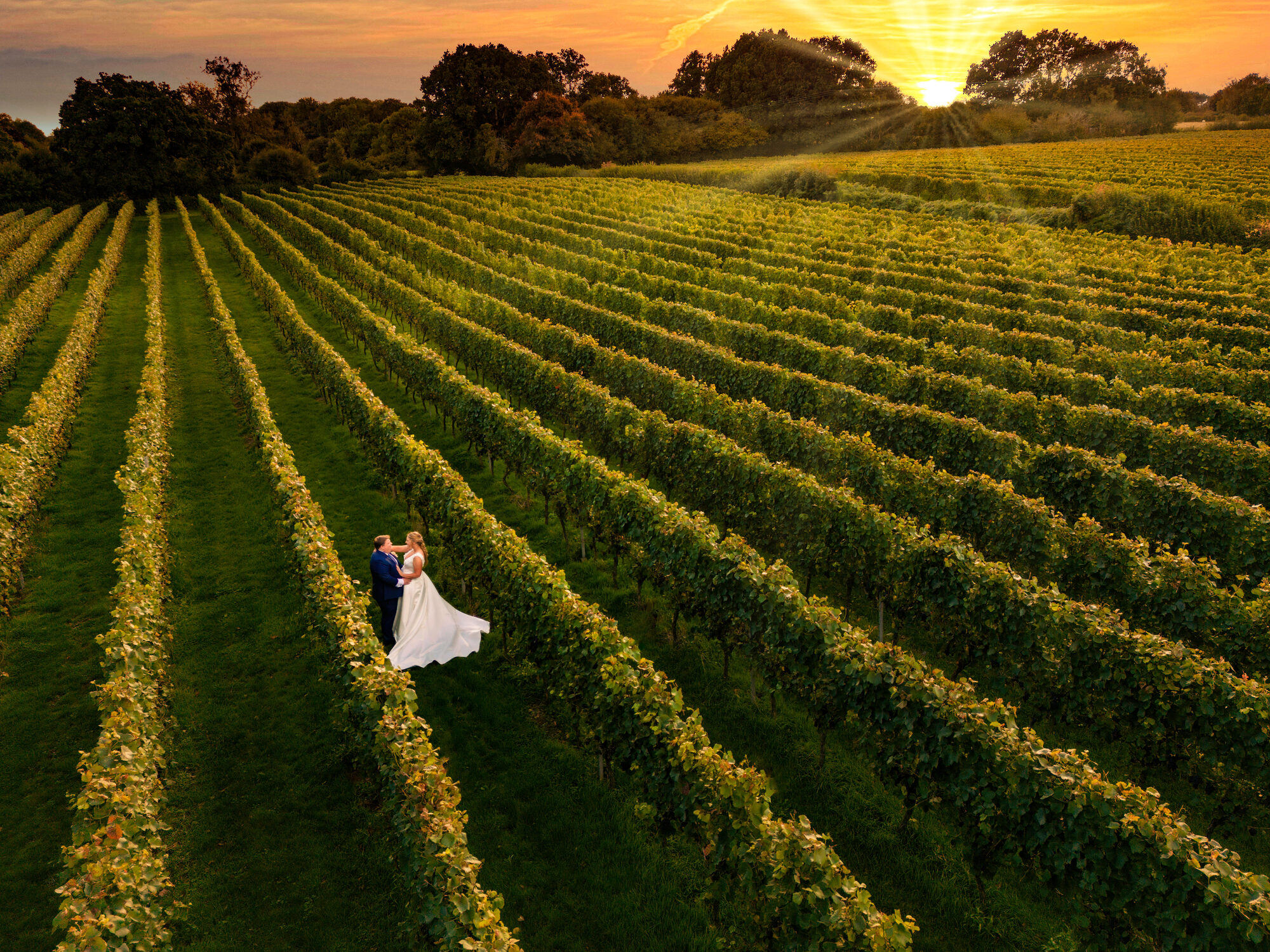 Bride and groom in the rows of a vineyard at sunset