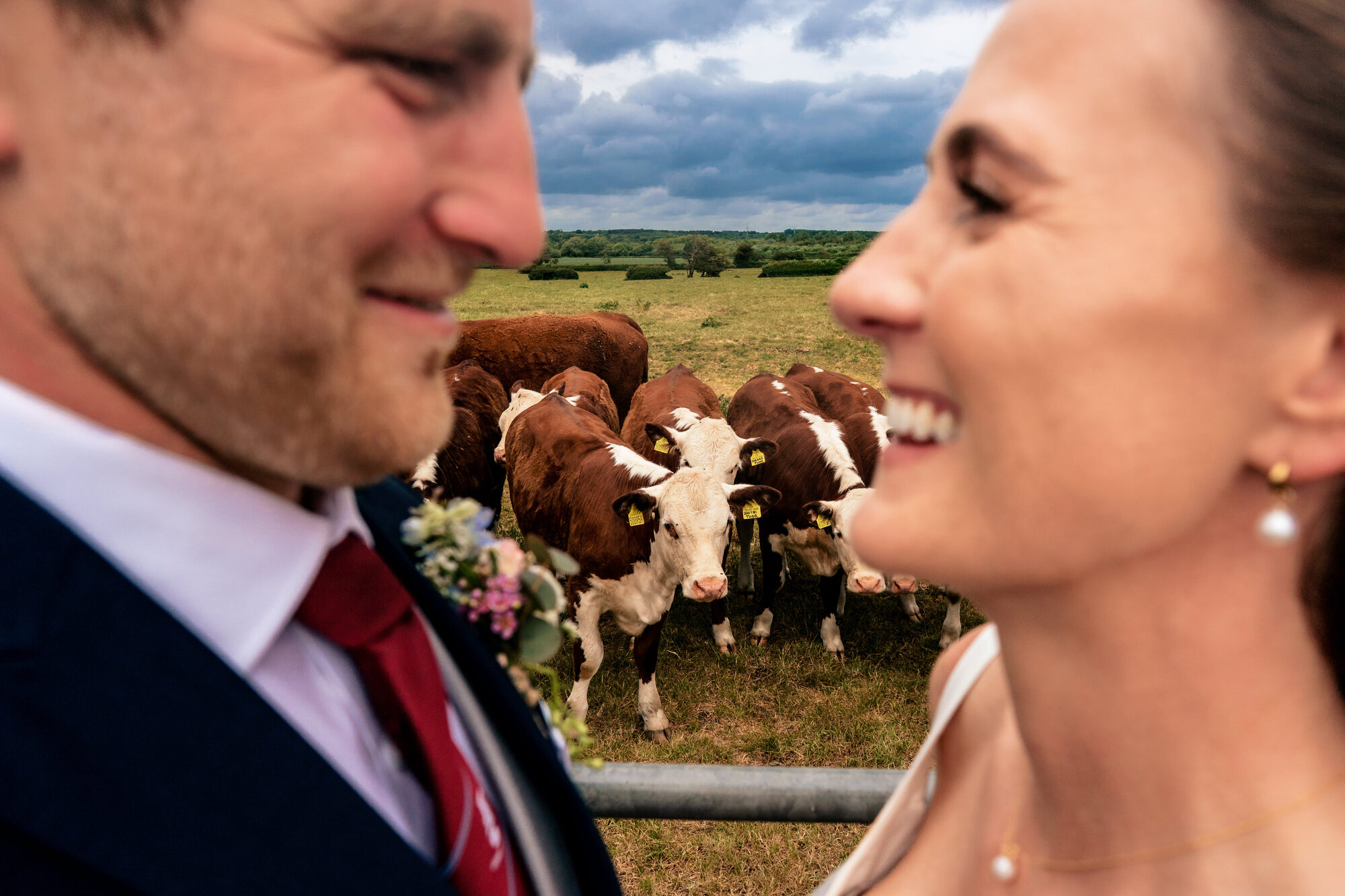 Bride and groom laughing with a herd of cows behind them