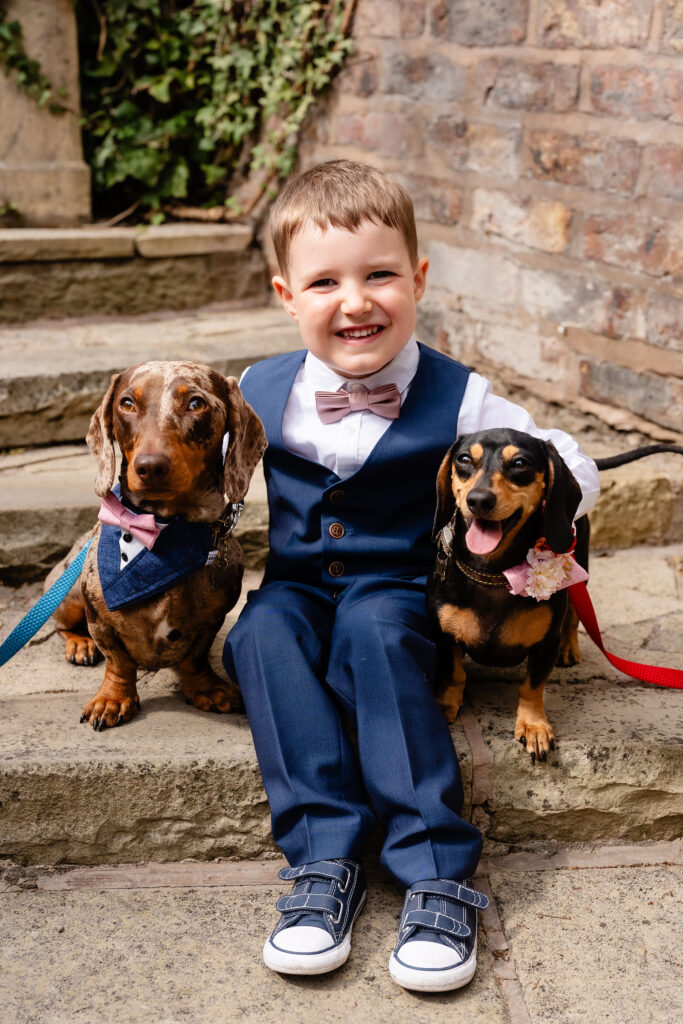 Little boy in a navy waistcoat and pink bow tie sitting on stone steps between two sausage dogs dressed for the wedding, Knutsford wedding